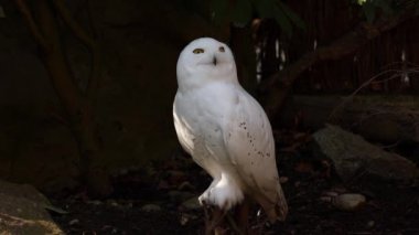 Karlı baykuş, Bubo skandiacus, Strigidae ailesinin kuşu. Sarı gözlü.