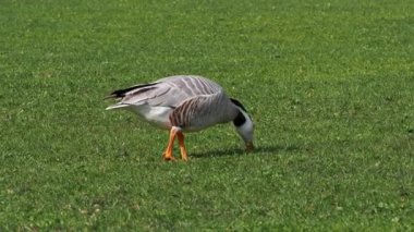 Çubuk başlı kaz Anser indicus, Orta Asya 'da, Güney Asya' daki dağ gölleri ve kışlarda Hindistan yarımadasının güneyine kadar uzanan kolonilerde yaşayan bir kaz türüdür. İngiliz Bahçesi, Münih, Almanya 'da görüldü.