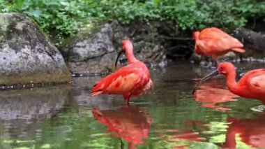 Kızıl aynak, Eudocimus ruber, Threskiornithidae familyasından bir kuş, kabuklu deniz ürünlerinin kırmızımsı renklerine hayran kalmıştır.
