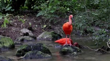 Kızıl aynak, Eudocimus ruber, Threskiornithidae familyasından bir kuş, kabuklu deniz ürünlerinin kırmızımsı renklerine hayran kalmıştır.