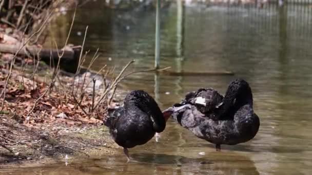Czarny Łabędź Cygnus Atratus Duży Ptak Wodny Gatunek Łabędzia Który — Wideo stockowe