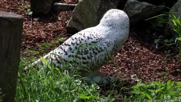 雪白色的猫头鹰 Bubo Scandiacus Strigidae家族的鸟 用黄色的眼睛 — 图库视频影像