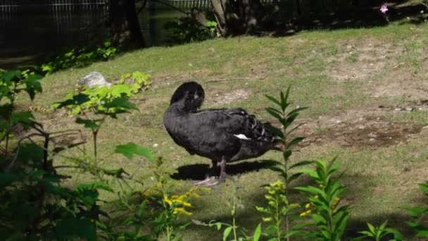 Černá Labuť Cygnus Atratus Velký Vodní Pták Druh Labutě Který — Stock video