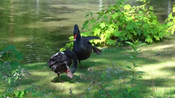 Cygne Noir Cygnus Atratus Est Grand Oiseau Eau Une Espèce — Video