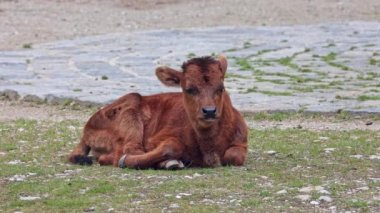 Bos Primigenius Taurus, soyu tükenmiş yaban öküzlerine benzediğini iddia etti. Evcil dağlık sığırlar