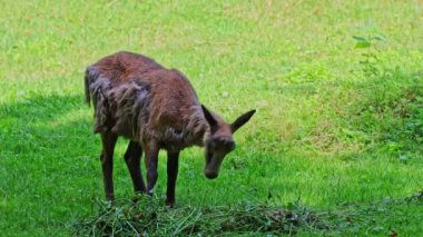 Apennine Chamois, Rupicapra pyrenaica ornata, İtalya 'daki Abruzzo-Lazio-Molise Ulusal Parkı ve İspanya' daki Pireneler 'de yaşamaktadır.