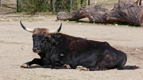 Gado Heck Bos Primigenius Taurus Alegou Assemelhar Aos Auroques Extintos — Vídeo de Stock