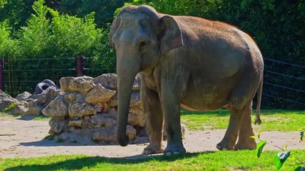 Den Asiatiska Eller Asiatiska Elefanten Elephas Maximus Den Enda Levande — Stockvideo