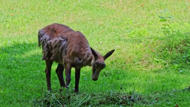 Apennin Zámiš Rupicapra Pyrenaica Ornata Žije Národním Parku Abruzzo Lazio — Stock video