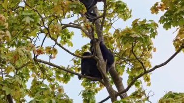 Siyah kafalı örümcek maymun, Ateles fusciceps bir örümcek maymun türüdür, yeni dünya maymun türü, orta ve Güney Amerika 'dan.