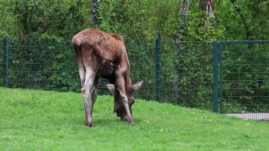Geyik ya da geyik, Alces Alces geyik familyasındaki en büyük türdür. Geyikler, erkeklerin geniş, düz ya da palmat boynuzlarıyla ayırt edilir..