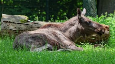 Geyik ya da geyik, Alces Alces geyik familyasındaki en büyük türdür. Geyikler, erkeklerin geniş, düz ya da palmat boynuzlarıyla ayırt edilir..