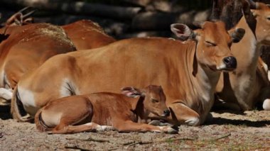 Banteng, Bos javanicus veya Red Bull. Vahşi bir sığır türüdür ama sığır ve bizondan farklı kilit özellikler vardır: hem erkek hem de dişilerde beyaz bir şerit..