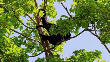 Siyah kafalı örümcek maymun, Ateles fusciceps bir örümcek maymun türüdür, yeni dünya maymun türü, orta ve Güney Amerika 'dan.