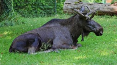 Geyik ya da geyik, Alces Alces geyik familyasındaki en büyük türdür. Geyikler, erkeklerin geniş, düz ya da palmat boynuzlarıyla ayırt edilir..