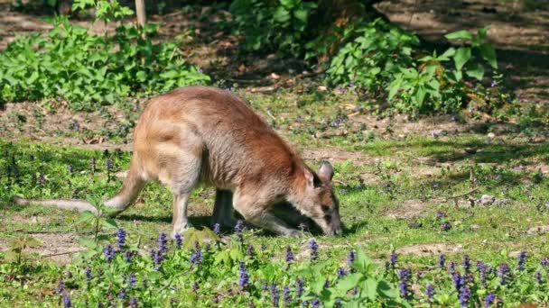 Das Wendige Wallaby Macropus Agilis Auch Als Sandwallaby Bekannt Ist — Stockvideo