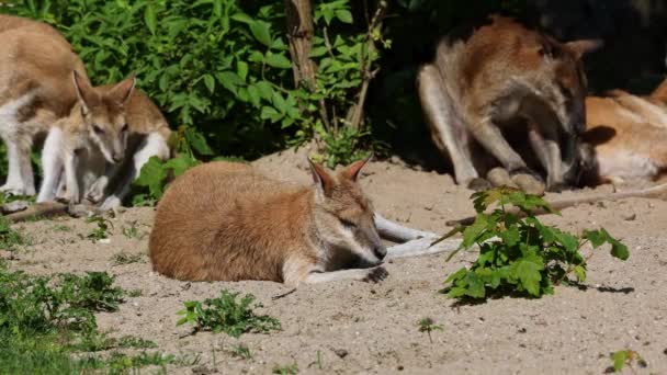 Macropus Agilis También Conocido Como Wallaby Arenoso Una Especie Wallaby — Vídeo de stock