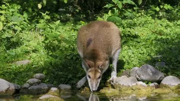 Macropus Agilis Também Conhecido Como Wallaby Arenoso Uma Espécie Wallaby — Vídeo de Stock