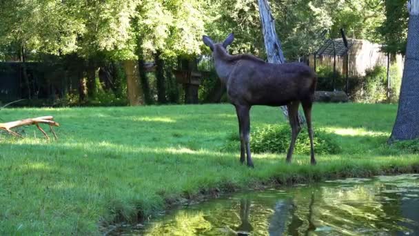 Alces Alces Een Geslacht Van Herten Uit Familie Van Elanden — Stockvideo