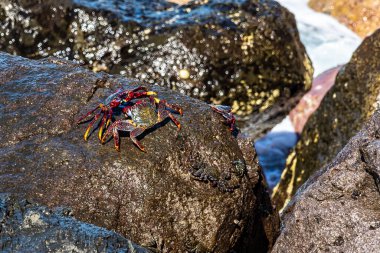Mağripli kırmızı bacaklı yengeç, İspanya 'nın Gran Canaria kentindeki San Nicolas Köyü' nün Puerto de la Aldea 'sında Grapsus adscensionis. Kanarya Adaları 'nda yaygın bir kabuklu deniz hayvanı,