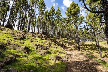 Gran Canaria yürüyüş rotası Cruz de Tejeda 'dan Artenara' ya, Caldera de Tejeda, Gran Canaria, Kanarya Adaları, İspanya