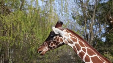 Zürafa, Zürafa camelopardalis, Afrika 'nın tek ayak parmaklı tek parmaklı, yaşayan en uzun boylu, en uzun boylu kara hayvanıdır..