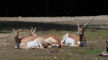 Hint Blackbuck, antilop servicapra ya da Hint antilopları otlak düzlüklerde ve hafif ormanlık alanlarda yaşar. Hızlı hayvanlar, Blackbuck saatte 80 kilometre hızla koşabilir..