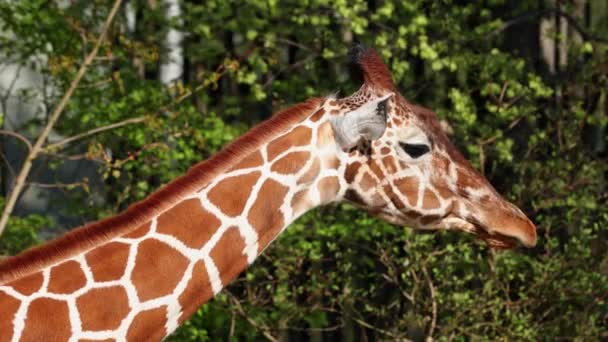 Giraffe Giraffa Camelopardalis Африканський Негустий Ссавець Найвища Тварина Живе Землі — стокове відео