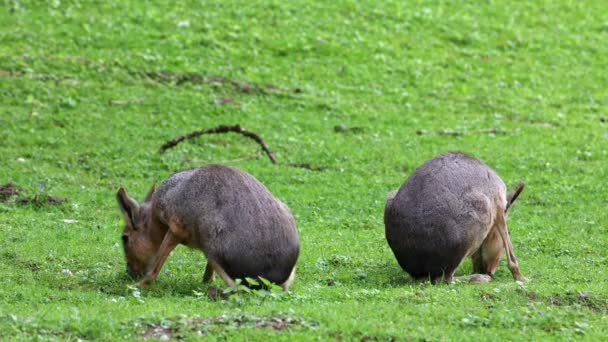 巴塔哥尼亚马拉多利霍蒂斯帕塔格南这些豚鼠的大型亲属在阿根廷的巴塔哥尼亚草原上很常见 但也生活在南美洲的其他地区 如巴拉圭 — 图库视频影像