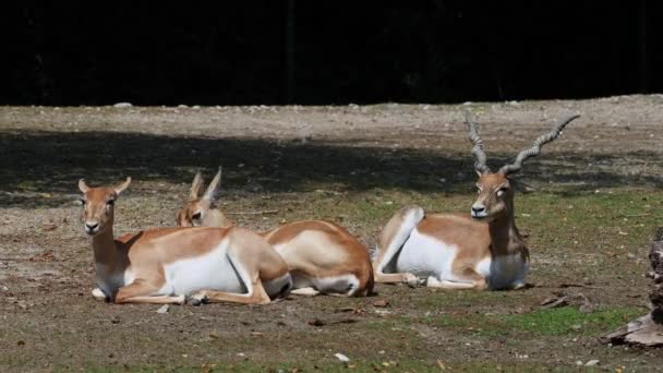 Indian Blackbuck Antelope Cervicapra Indian Antelope Inhabits Grassy Plains Slightly — Stock Video