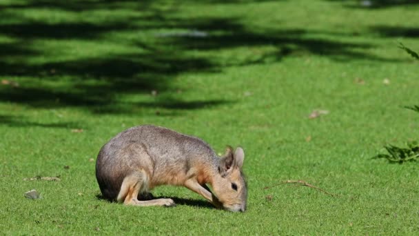 Patagonian Mara Dolichotis Patagonum Tito Velcí Příbuzní Morčat Jsou Běžné — Stock video