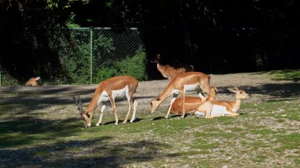 Den Indiska Blackbuck Antelope Cervicapra Eller Indiska Antilop Bebor Grässlätter — Stockvideo