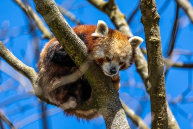 Kırmızı panda, Ailurus fulgens, daha küçük panda ve kırmızı kedi ayı olarak da bilinir..