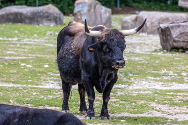Bos Primigenius Taurus, soyu tükenmiş yaban öküzlerine benzediğini iddia etti. Alman parkında görülen yerli dağ sığırları