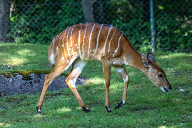 Nyala, Tragelaphus angasii Güney Afrika 'ya özgü spiral boynuzlu bir antiloptur. Bovidae familyasından ve Nyala familyasından, Tragelaphus familyasından bir türdür..