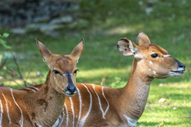 Nyala, Tragelaphus angasii Güney Afrika 'ya özgü spiral boynuzlu bir antiloptur. Bovidae familyasından ve Nyala familyasından, Tragelaphus familyasından bir türdür..
