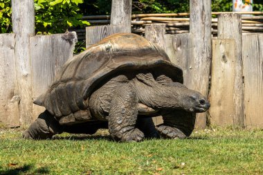 Aldabra dev kaplumbağa, Curieuse Deniz Ulusal Parkı, Curieuse Adası, Seyşeller