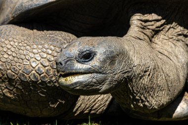 Aldabra dev kaplumbağa, Curieuse Deniz Ulusal Parkı, Curieuse Adası, Seyşeller