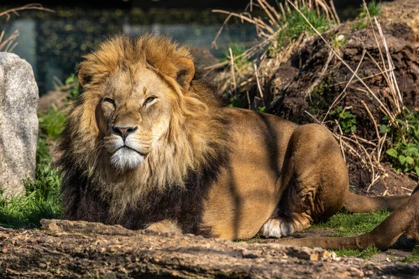 Lev Panthera Leo Jednou Čtyř Velkých Koček Rodu Panthera Členem — Stock fotografie