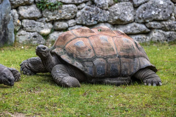 Aldabra Jätte Sköldpadda Curieuse Marine National Park Curieuse Island Seychellerna — Stockfoto