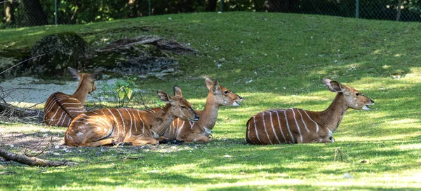 Nyala Tragelaphus Angasii Antílope Cuernos Espirales Nativo Del Sur África — Foto de Stock