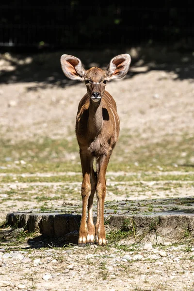 Великий Куду Tragelaphus Strepsiceros Лісова Антилопа Поширена Всій Східній Південній — стокове фото