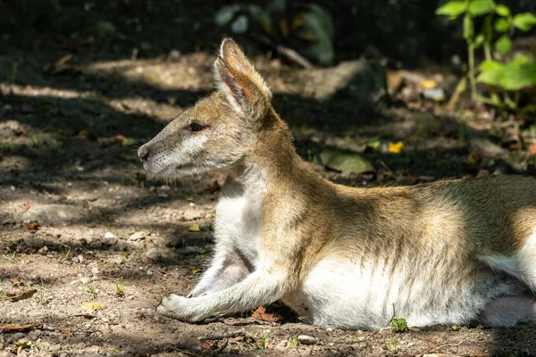 Macropus Agilis También Conocido Como Wallaby Arenoso Una Especie Wallaby — Foto de Stock