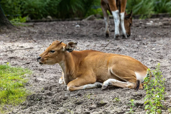 Banteng Bos Javanicus Red Bull Tipo Ganado Salvaje Pero Hay — Foto de Stock