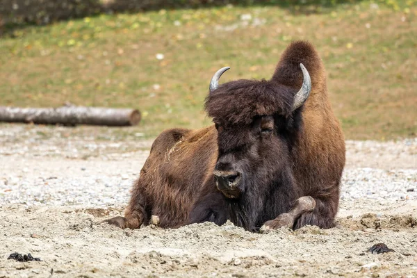 The American bison or simply bison, also commonly known as the American buffalo or simply buffalo, is a North American species of bison that once roamed North America in vast herds.