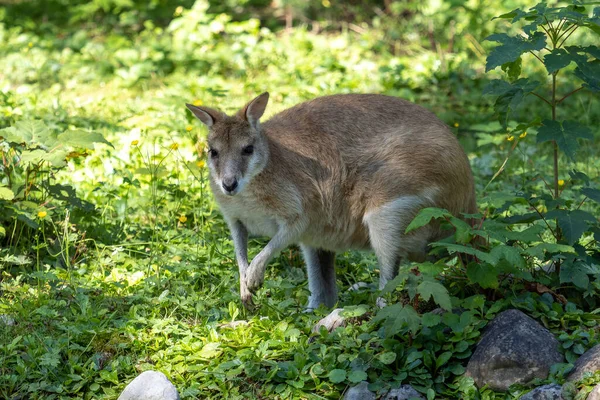 Agilní Wallaby Macropus Agilis Také Známý Jako Písečná Wallaby Druh — Stock fotografie