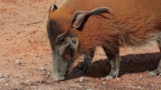 レッド川の豚 Potamochoerus ブッシュ豚として知られる この豚は地下の食べ物を見つけるために臭いの鋭い感覚を持っています — ストック動画