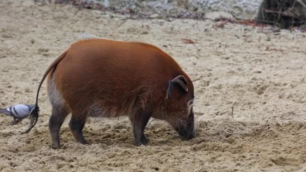 レッド川の豚 Potamochoerus ブッシュ豚として知られる この豚は地下の食べ物を見つけるために臭いの鋭い感覚を持っています — ストック動画