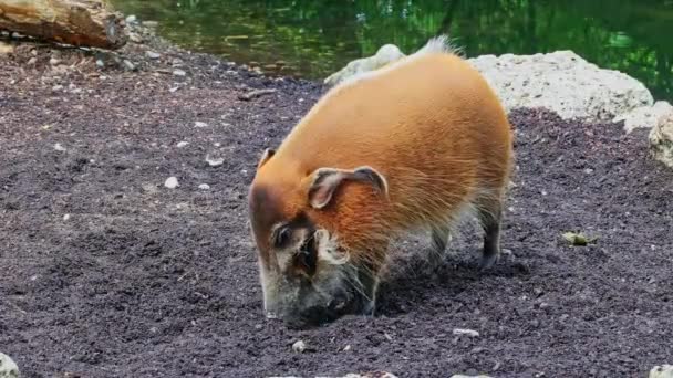 Red River Hog Potamochoerus Porcus Also Known Bush Pig Pig — Stock Video