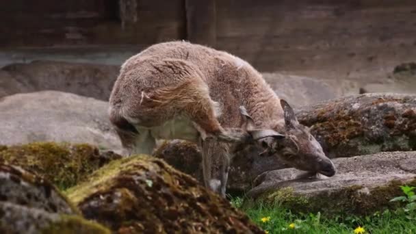 Turkmenian Markhor Capra Falconeri Heptneri Název Tohoto Druhu Pochází Tvaru — Stock video